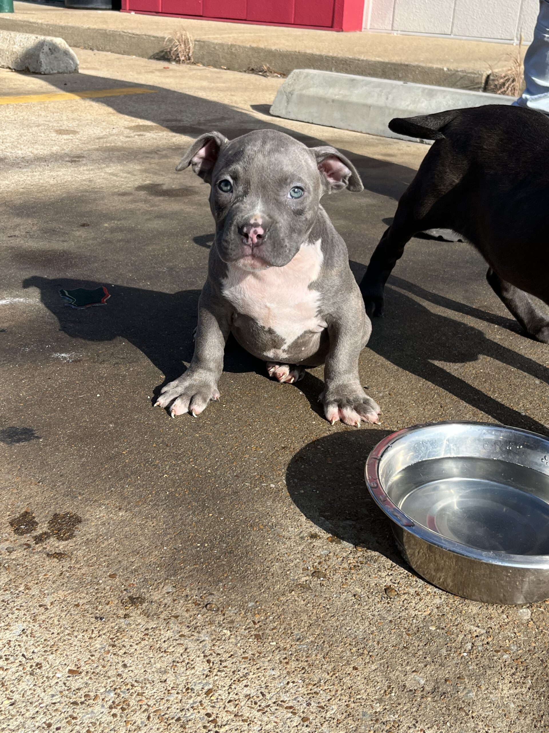 Dog Featured Image