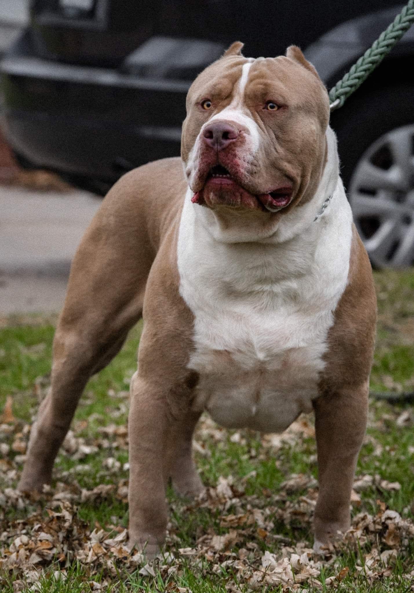 Dog Featured Image
