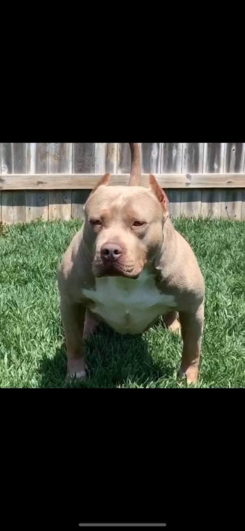 Dog Featured Image