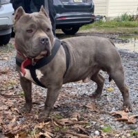 BBBK’S ST. PATRICK