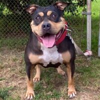 BBBK’S BELLA ROXANN