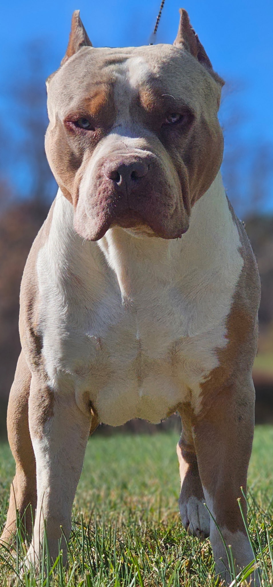 Dog Featured Image