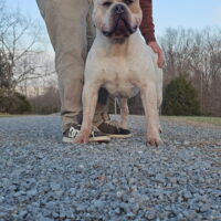 Ky Finest Bullies Champion Klondike of Beef Cake Bullies