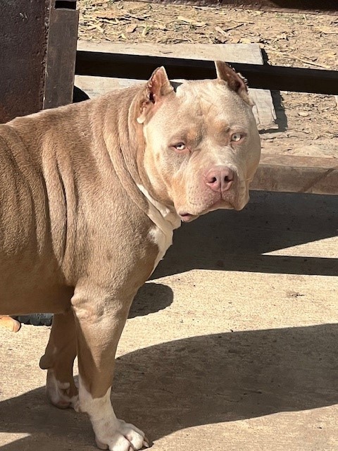Dog Featured Image
