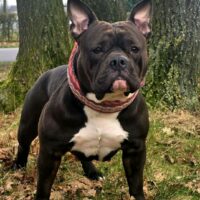 Princess bully’s miss jayla