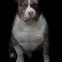 Princess bully’s jace