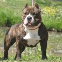 Princess bully’s lavina