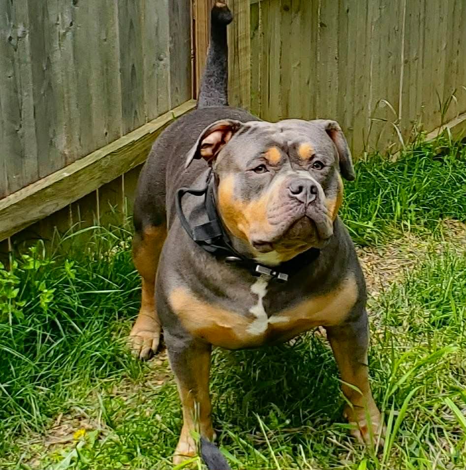 Dog Featured Image