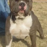 NEW TROIJAN DENIRO BLUE