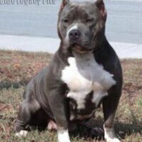 BLUE LEGACY PEBBLES ROCK