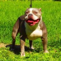 BALISTIC’S/GOTTILINES THE ROW