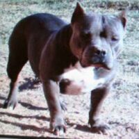 RACCA’S RAZORS EDGE ELECTRA