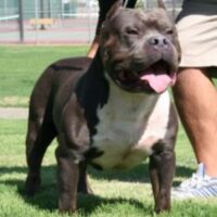 RACCA’S RAZORS EDGE ROSCOE BRICK