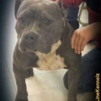 MANN’S SASHA FIERCE OF R.L.K.