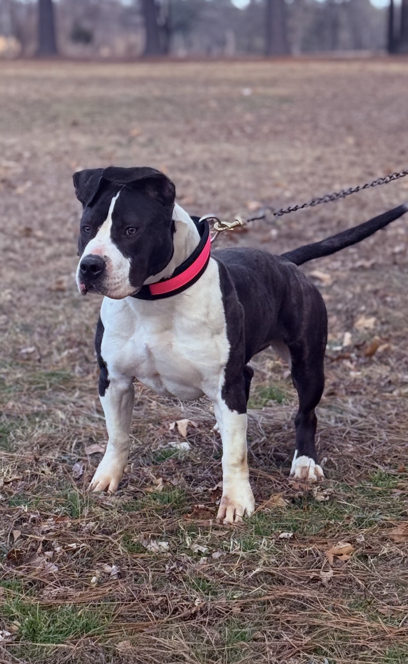 Dog Featured Image