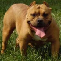 BIG VISION’S D.O.G.