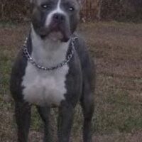 DELAWARE’S NATURAL DISASTER OF RAM