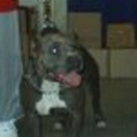 LYCAN’S BLADE BROWN