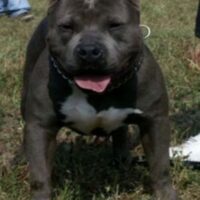 EVIL BROWN’S ROCCO OF WOLFPACK