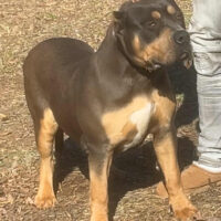 Dog Featured Image