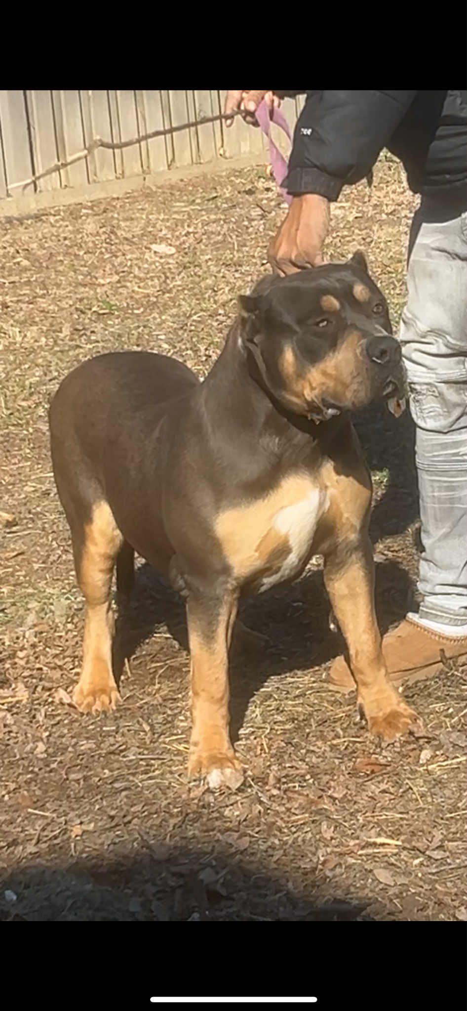 Dog Featured Image
