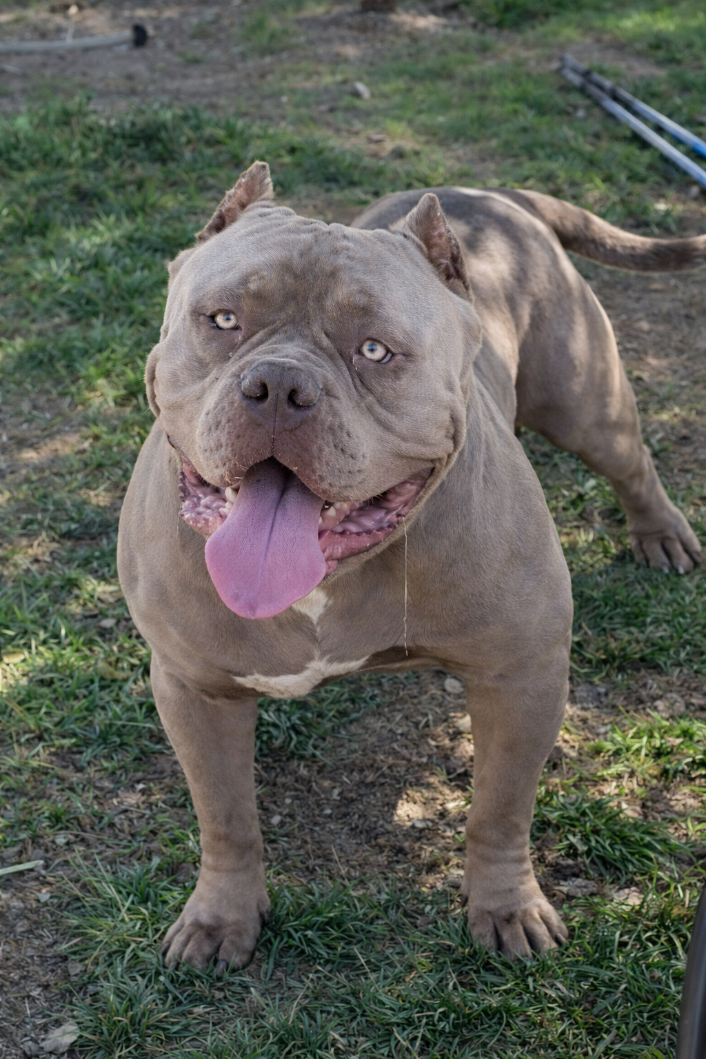Dog Featured Image