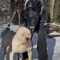 Dog Featured Image