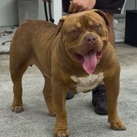 Dog Featured Image