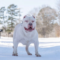 Dog Featured Image