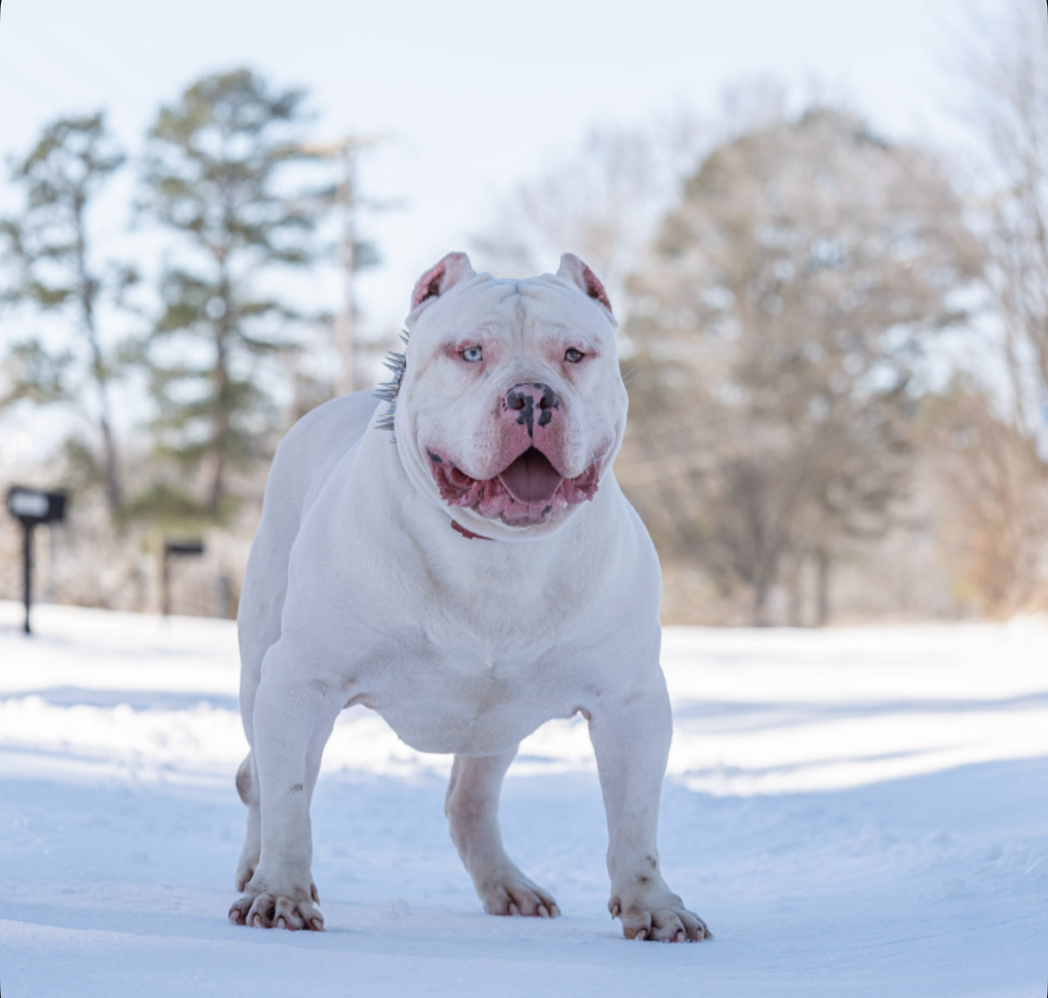 Dog Featured Image
