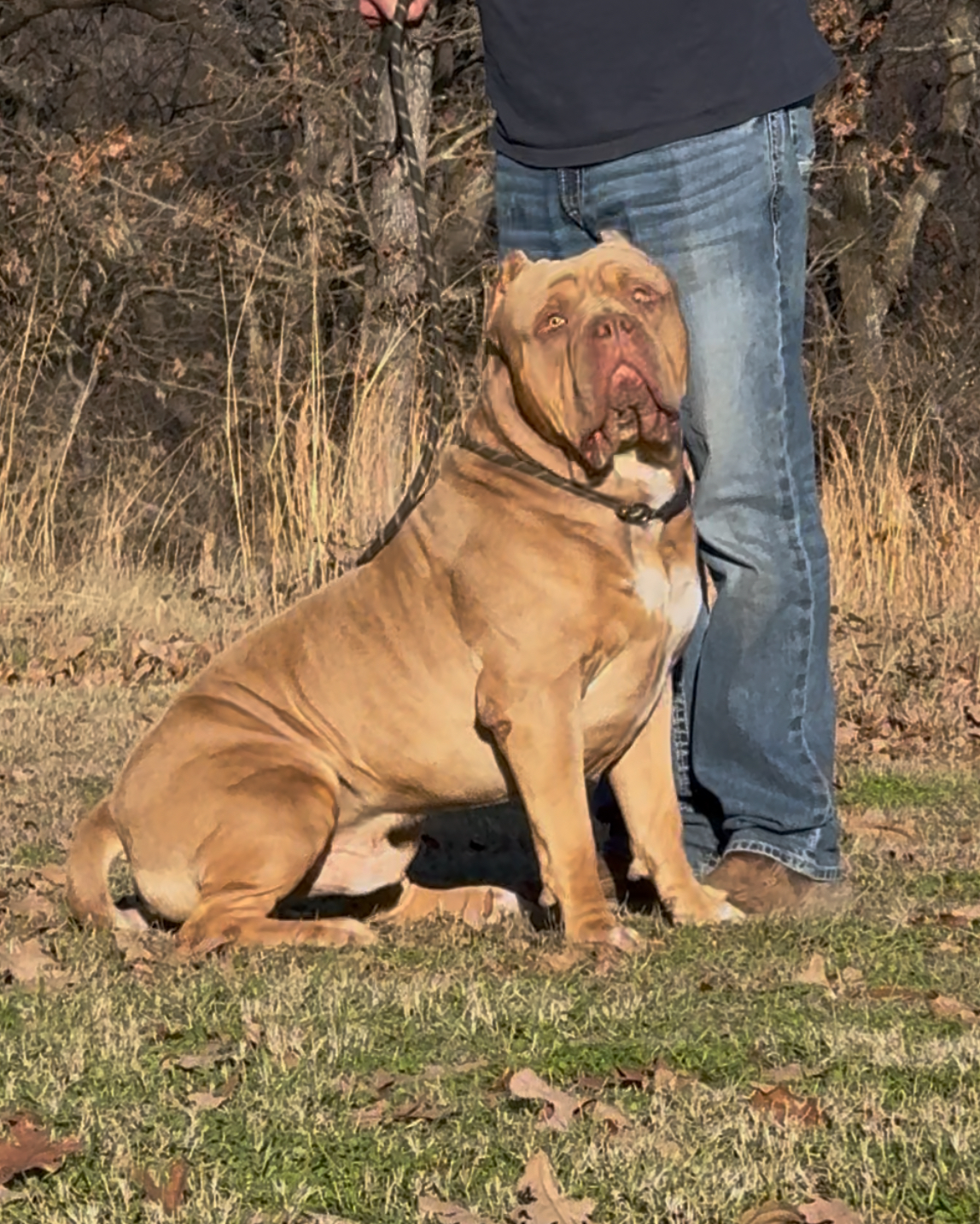 Dog Featured Image
