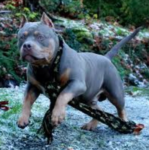 Dog Featured Image