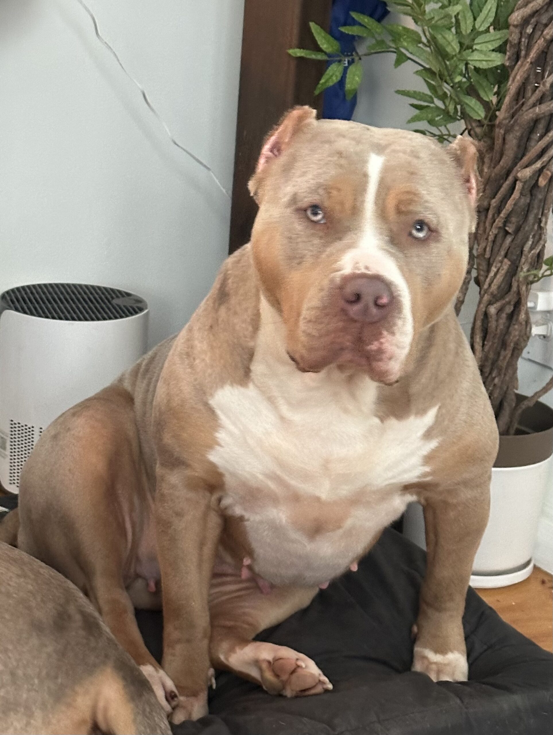 Dog Featured Image