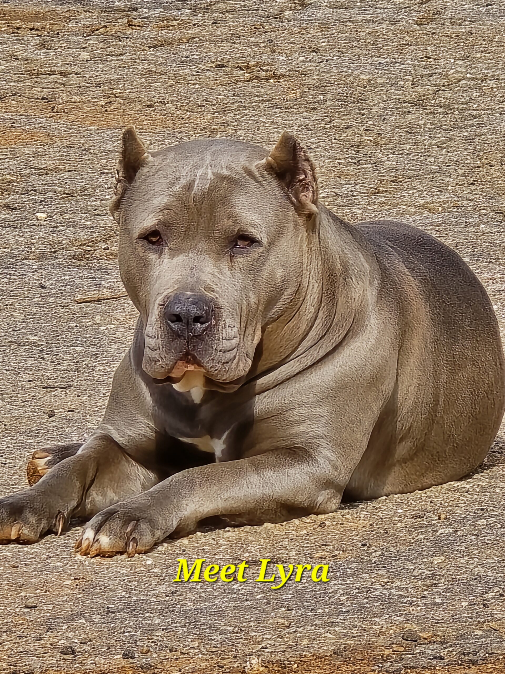 Dog Featured Image
