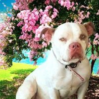 BAELFIRE’S TRI MY SWEETPEA