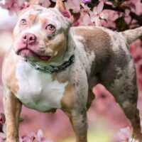 BAELFIRE’S VIVA LAS VEGAS!