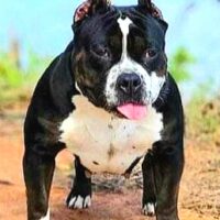 BAELFIRE’S GIRL-RILLA!