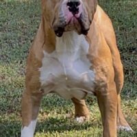 Probulls Gates of OTLB