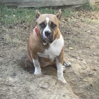 Probulls Calypso of OTLB