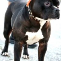 BAELFIRE’S JUNGLE COOKIEZ!