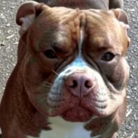 BAELFIRE’S TRI MY TAJIN!