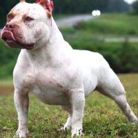 BSBKS EZEKIEL THE PROPHET!