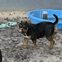 BAELFIRE’S BLAK ALQUIMIA!