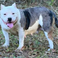 BAELFIRE’S FANCY PANTZ