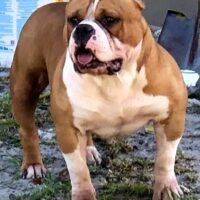 LPKENNEL GUCCI OF ATMBULLYCAMP