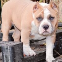 TURNED UP BULLYZ BEIJING