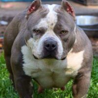 1st COAST BULLYS SADIE