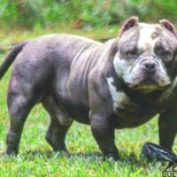 1st COAST BULLYS CHUBBS