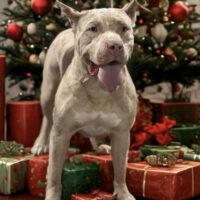 Rawlines Keh’Lanii Díor