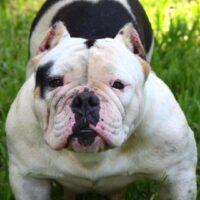 1st COAST BULLYS OSITA II